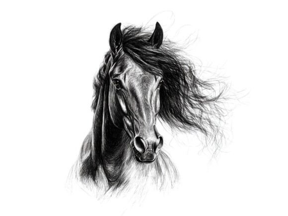 Download 10 Wild Horse Portrait Pencil Sketch Set - Horse Collection